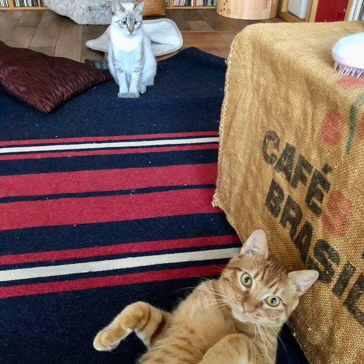 2b18cc30 c2f3 460c 821d 4fdf345bdc2c 1734736526488