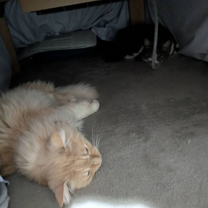 2b1caee1 1c38 4118 829b 77b72d738090 1770430448234