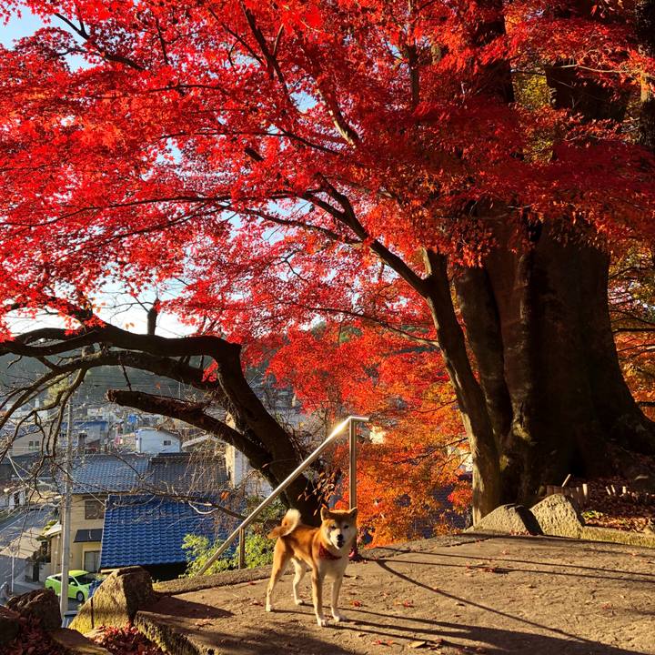 2b1f0359 d103 4774 b9f4 4afcfd8aae5c 1543310293504