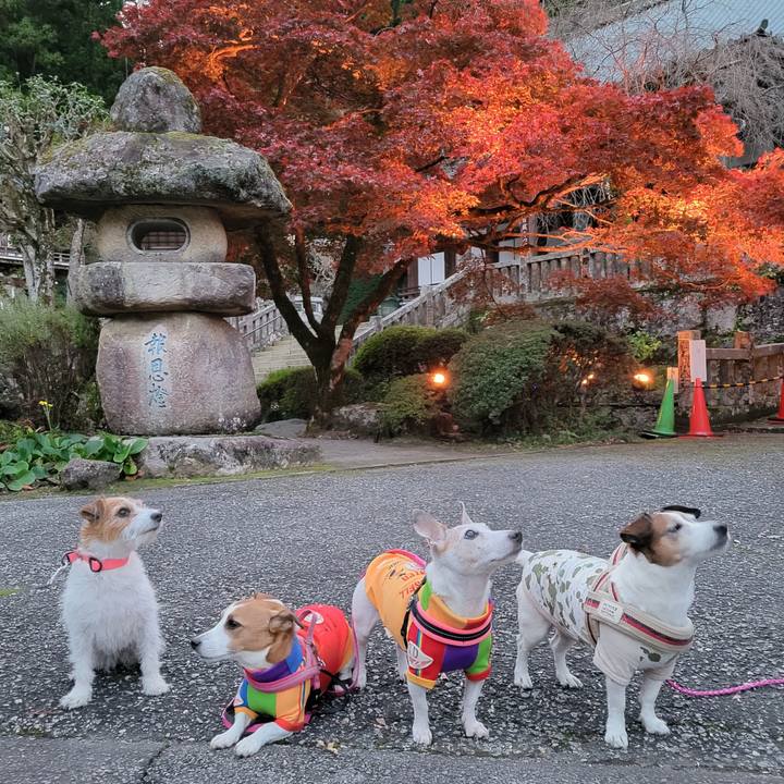 2b2089ee 71d7 4b69 838c a58b6462c080 1700347925285