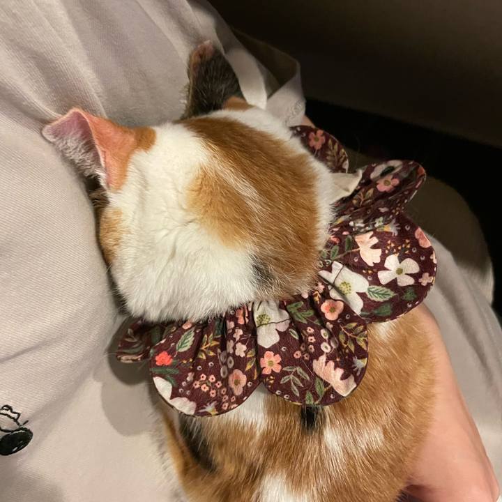 2b2a2aaa 22cb 4b23 b5f7 45b201885526 1756036592047