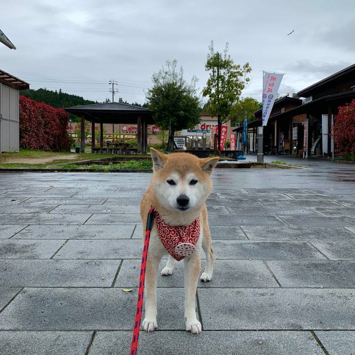 2b2a616b c420 430f b60d 5a2e92a52649 1682497134618