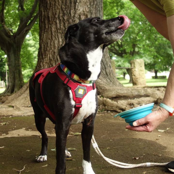 2b2b64ca 1aa0 415c 9bed 24c70f6296a9 1686013483317