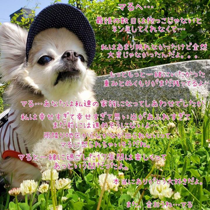 2b2e9327 1057 4423 84af cfc98b328245 1626912177573