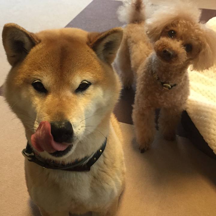 2b309207 1b69 49ae a6b1 5d607e077906 1520412698411