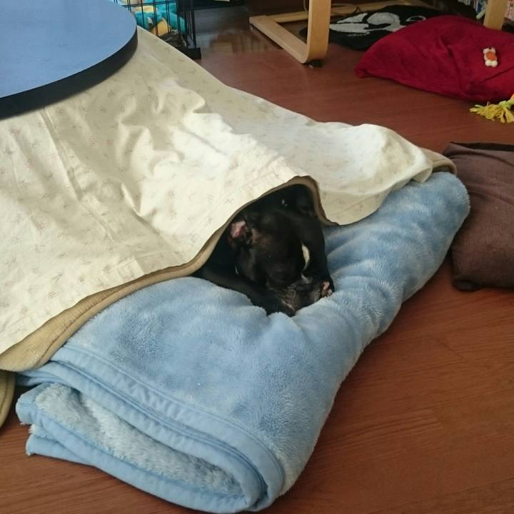 2b3245ce c931 4d79 84fa cee5c3e5632a 1517875479906