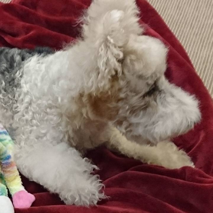 2b33ba34 54cf 4285 b4e6 5b4c5a2859e4 1511952005974