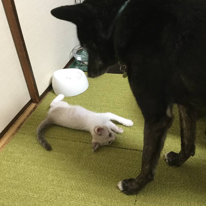 2b34b600 9993 4242 8735 8f6e8f27ac48 1597884310592