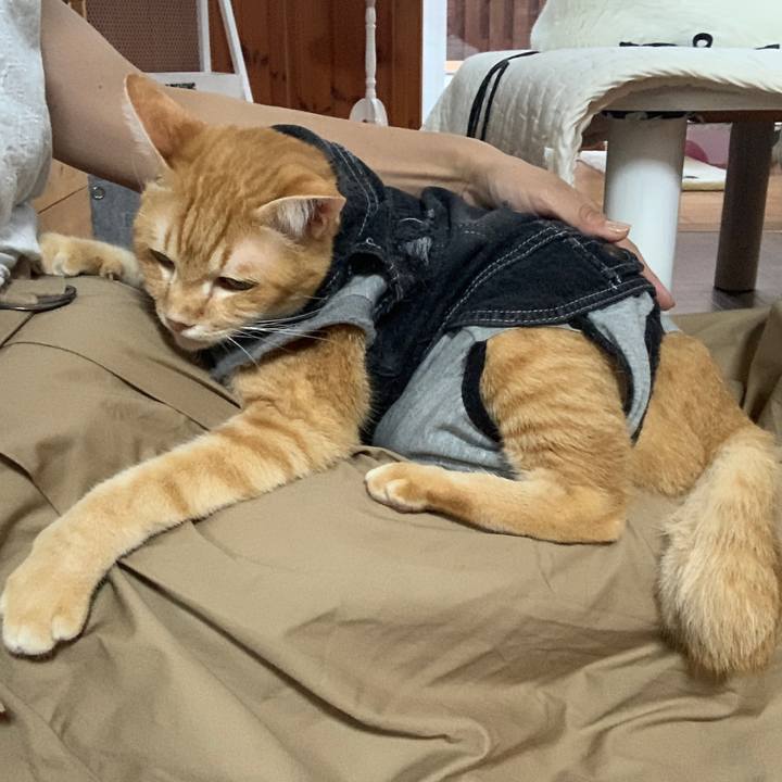 2b3680fb b7a0 41e0 94f7 e107e53b3cb4 1658052309727