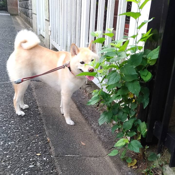 2b38bbba f5ce 4bf5 af20 c1f1c6f1c5c1 1598047606539