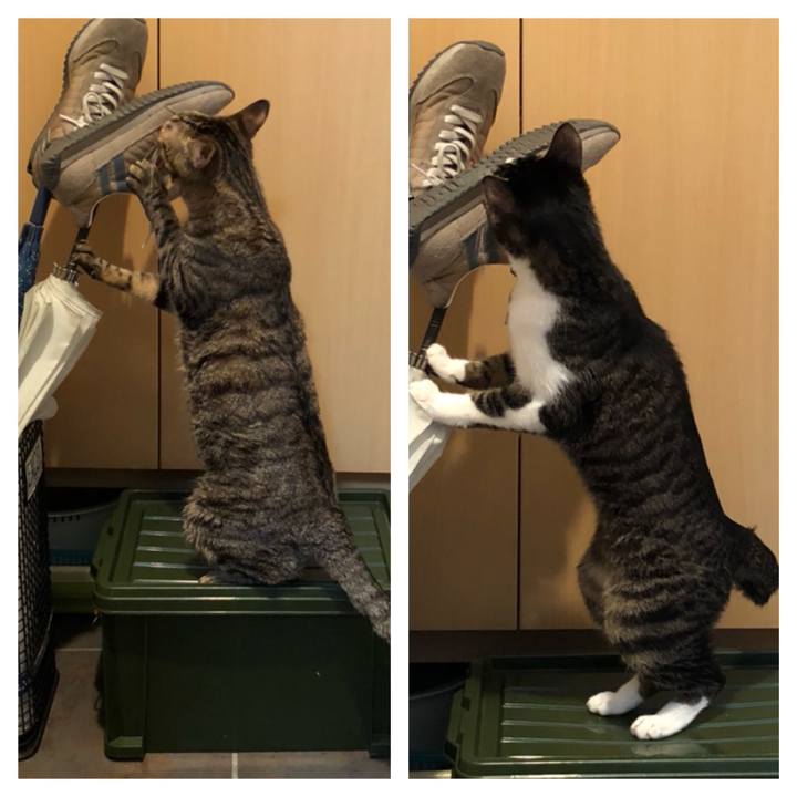 2b38e3f4 7378 48bd 9c78 0e8e76abb63f 1521178967124