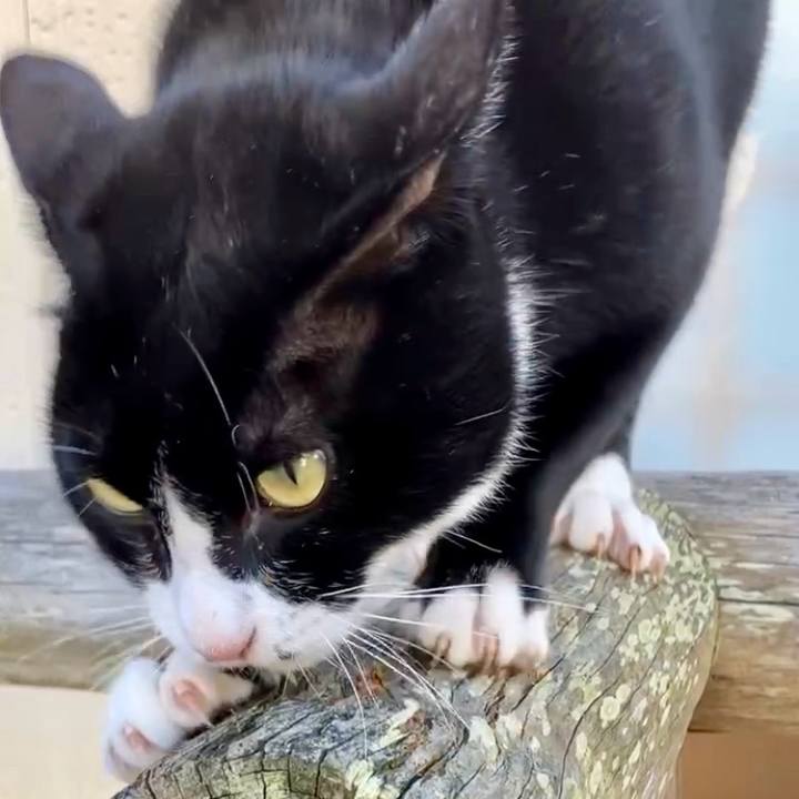 2b38ff04 18bf 4616 a257 bed55f80f7b7 1728631281279