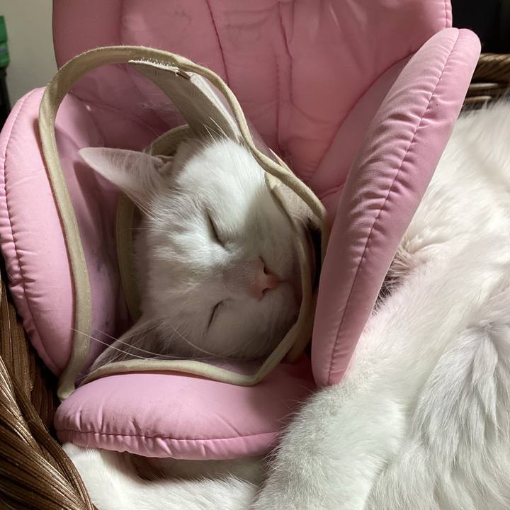 2b3ab55e e55f 4ab3 ac64 01c831ce98fb 1683425110170