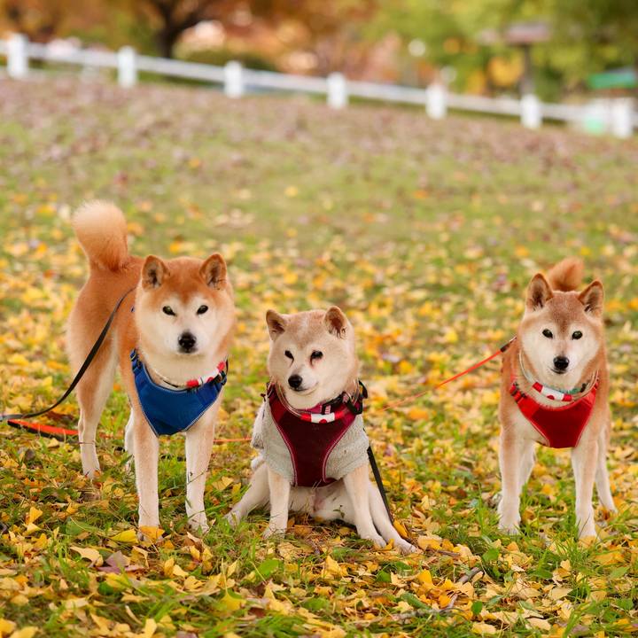 2b416089 4a69 41fd 883d d18ddd36d90c 1763991857220