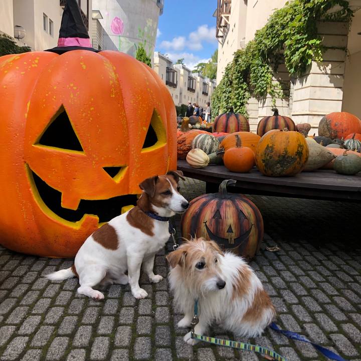 2b437097 2455 4b42 92d1 1e2cd81bc7b3 1604926986067