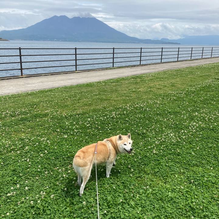 2b4793a1 866e 43d6 a095 3142150a329c 1636295804732