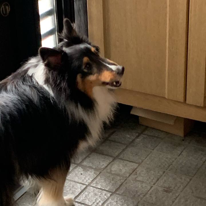 2b486c10 1605 47da b899 f9756464430f 1591565927527