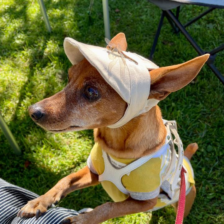 2b4885b0 68ac 47ee 9d17 530d94fd3340 1695538645656