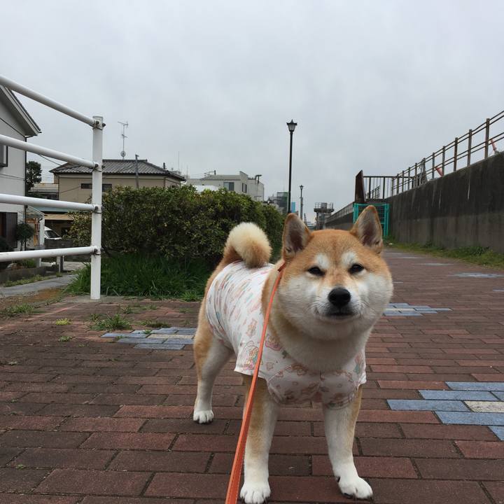 2b49b0e3 a938 4dc6 a303 2e6d00b2becf 1555038814950