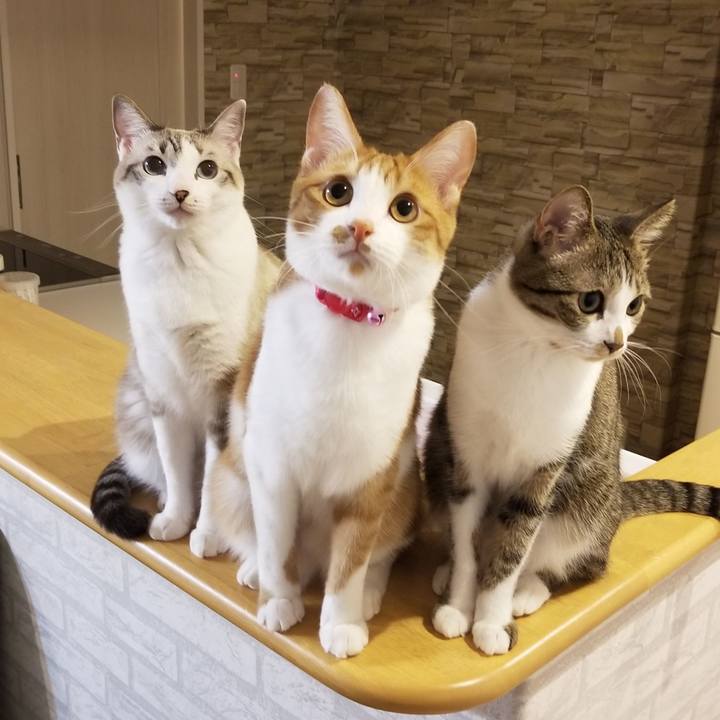 2b4ad735 a640 4801 b371 160c8a3aadbf 1526999452107