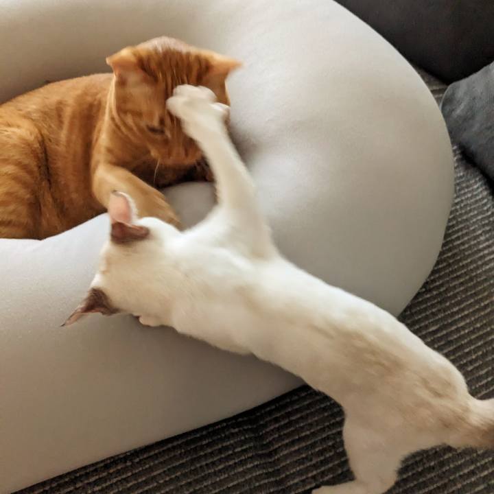 2b4b8dca 00f8 40e1 a214 dc5e0395e079 1689980506503