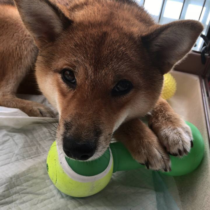 2b4bf6b0 9c76 41c8 ad3e 49a2331ca6e5 1526297343396