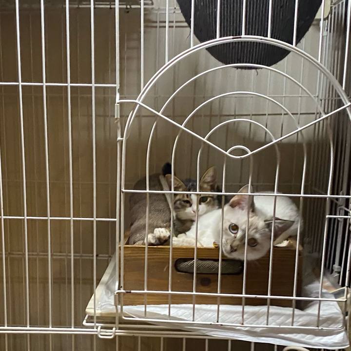 2b4c3503 83f1 488f 9eef 70ea7fd92700 1635503243369