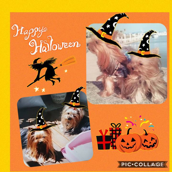 2b4cb7d5 90d5 4e54 9821 b4b406a93dc1 1571882129271