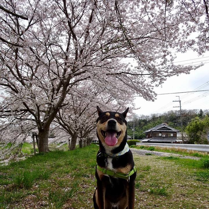 2b4cd9b4 5314 4e96 a3a1 2c113f2faa8a 1617453173884