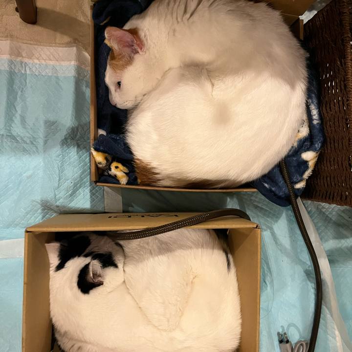 2b505554 461b 477c 957a d764c750a97d 1765807726060