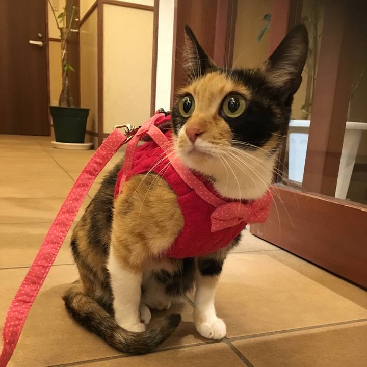 2b514635 ca20 45d3 96d1 5960885c7aec 1512987232726