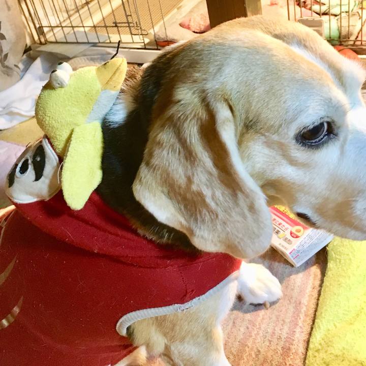 2b534ca9 a0e3 49e5 9e49 955edd244a1b 1545398868334