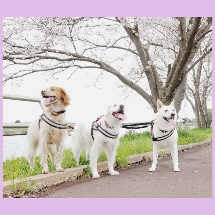 2b54255e fea1 41bb a3b9 b5e541d8a368 1712482306866