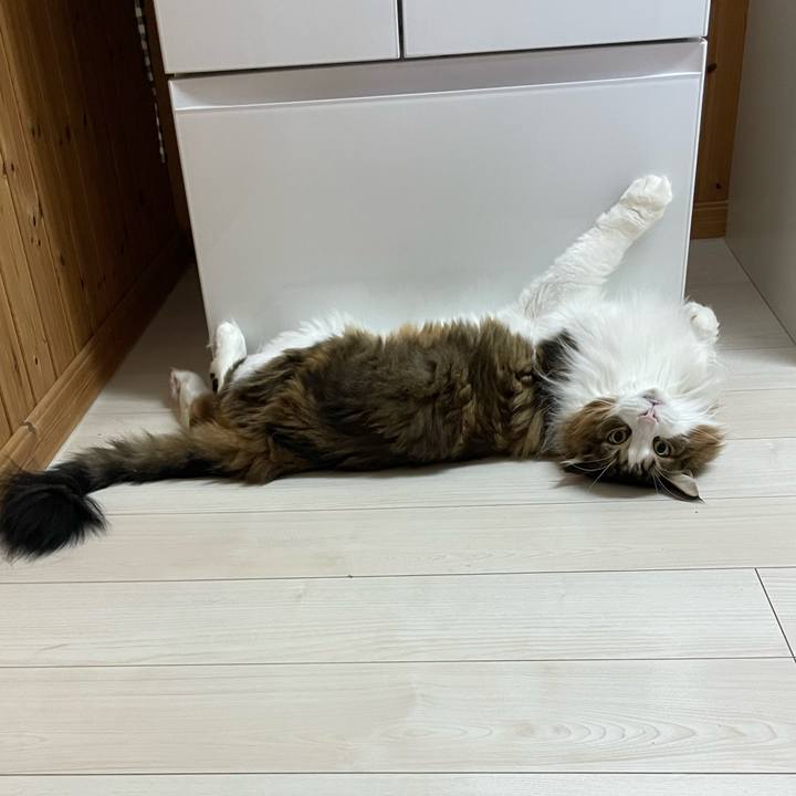 2b54cd54 9e95 4e65 8fbb ef92087ead83 1760214764345