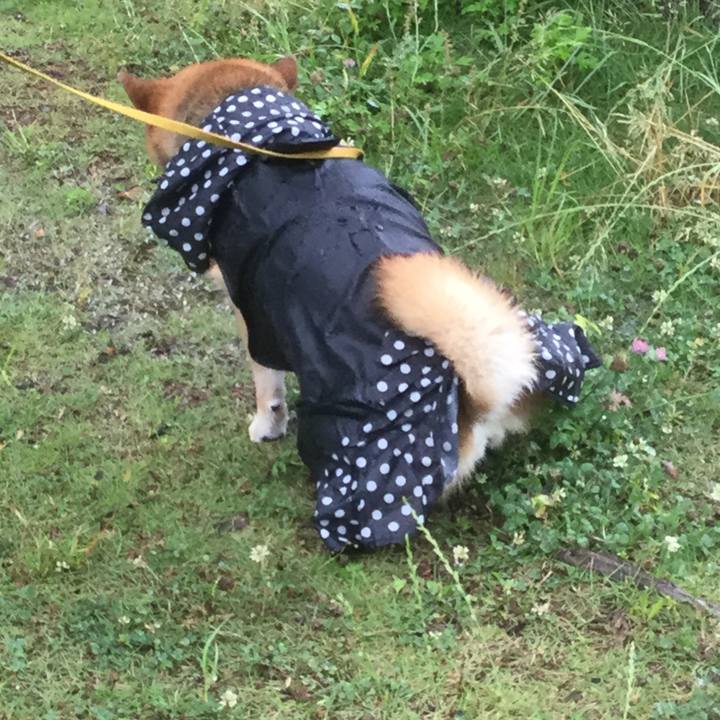 2b556718 5639 4cff 8967 2ba4043b1d4d 1560143366705