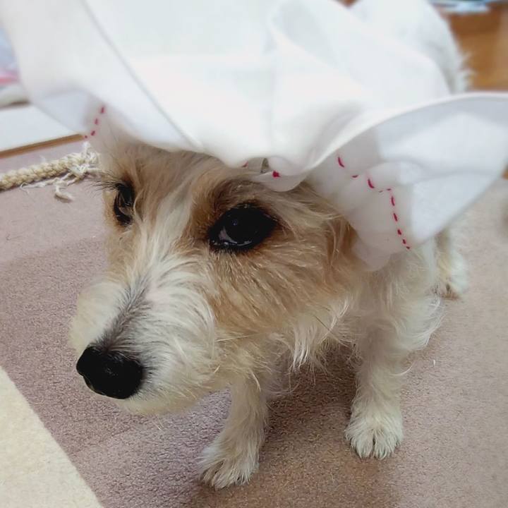 2b55caf8 97be 43c7 97e3 145e579cbfd3 1555253380981