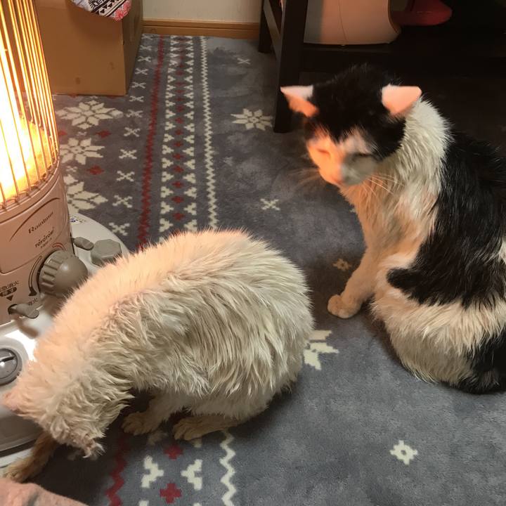 2b55db7c 8151 4ab1 a41e f3da53468361 1547883264497