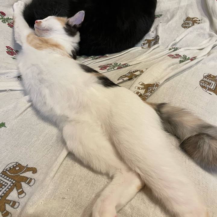 2b56e68d 5de5 4414 8322 a89d94a1a603 1665139808200