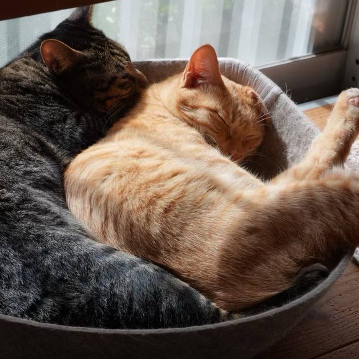 2b57ea1f cbea 4e4f 8974 366cd393c76d 1730464468729