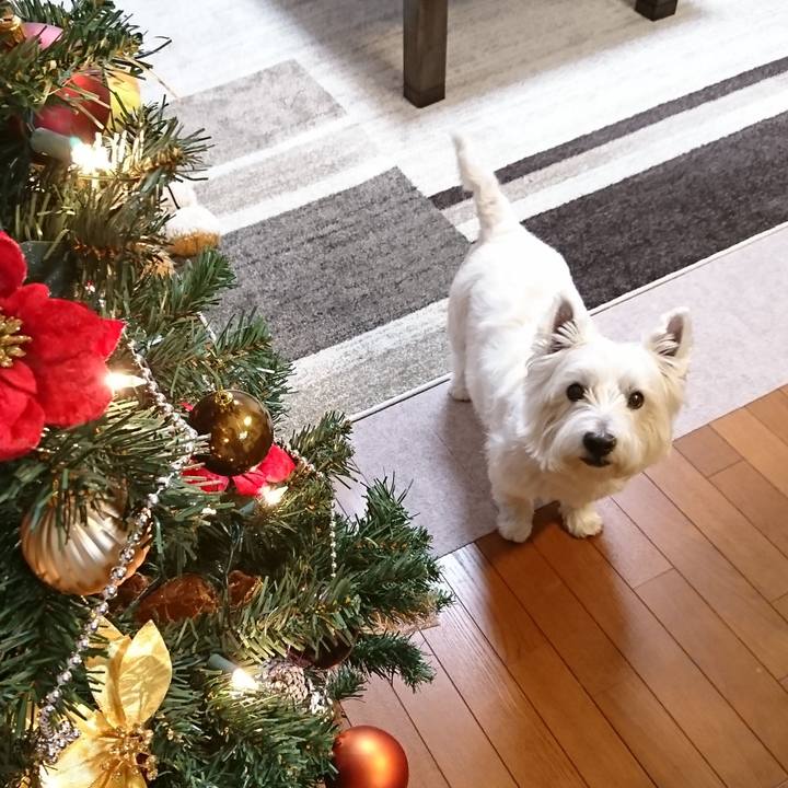 2b58547f f02d 42bf 9f79 da75b6b50e99 1545652099519