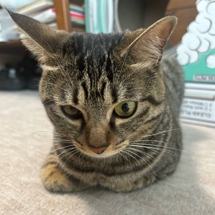 2b5a42fc 85be 4a3c ae51 8a6983e0eed5 1760927891383