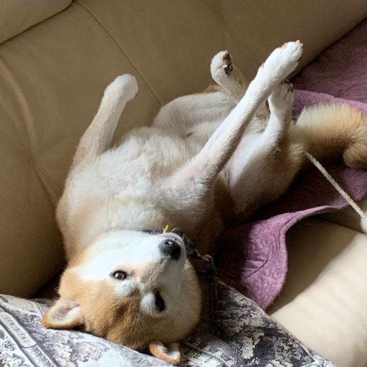 2b5e2f2e 444a 4222 a333 a9fab66b0fd3 1562385058494