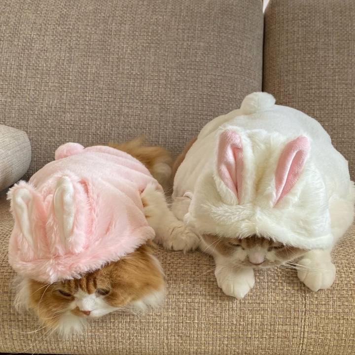 2b5f56ab 038c 49fa a072 081e15654874 1672812627966