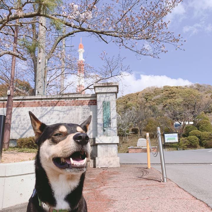 2b6043f2 f4f2 48ff b332 5a056b338d22 1553997248248