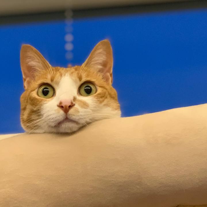 2b62397d e9bb 4a93 97b6 0bda77df9197 1595154338877