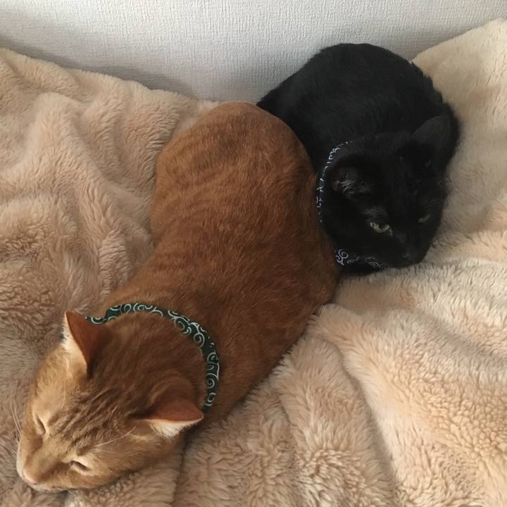 2b67e9ca 4a62 4d97 98c5 06ff14cb5a17 1547276082760