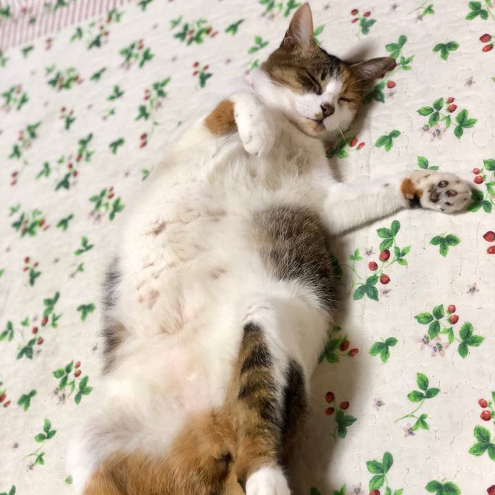 2b6ad008 bd17 445a b13a e2d30ec1e8d8 1535281534929