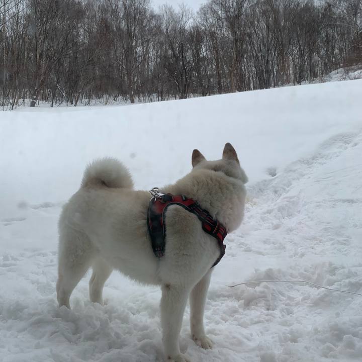 2b6c77c6 80ab 46b7 b1bd 364ce8929125 1612572429190