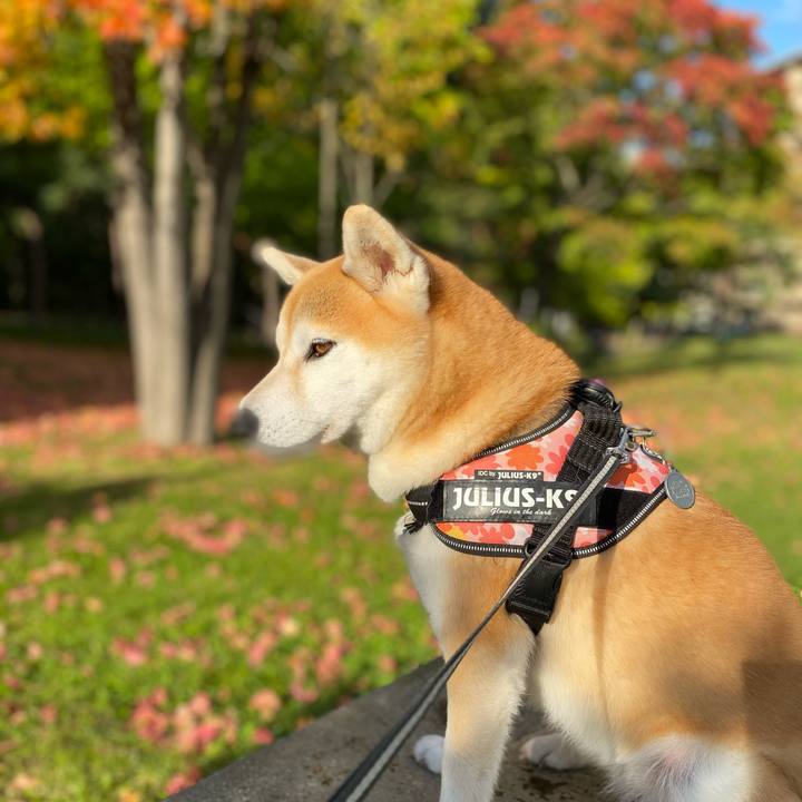 2b6d6374 4040 48ea a701 2a4a3d767c80 1603329035561