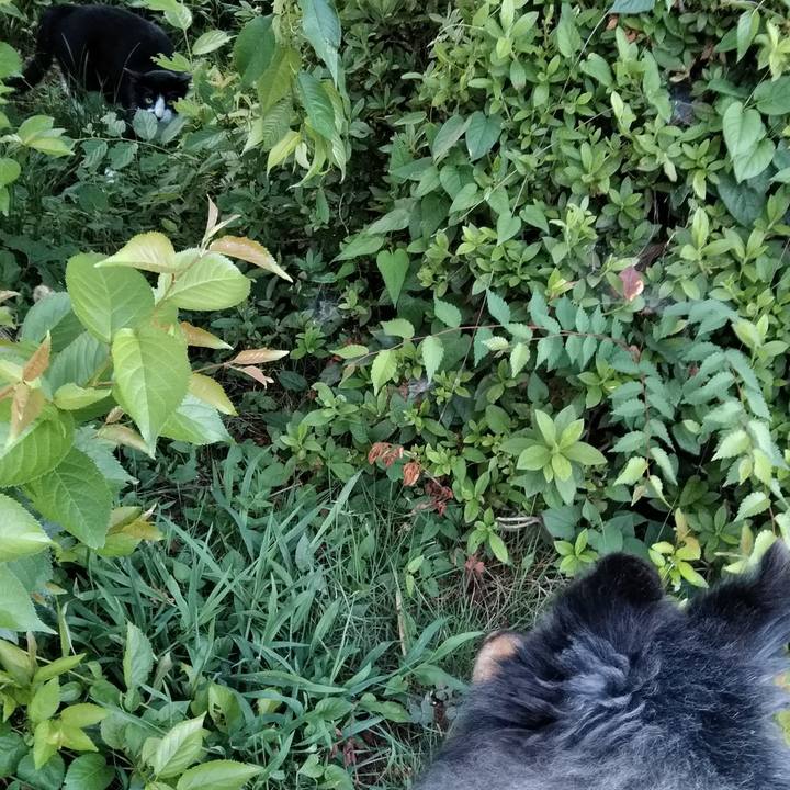 2b767c86 e609 4958 aee0 954bf6390c55 1531222673726